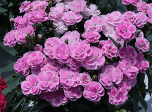 K[fJ[l[V@XC[c@CbN@9.0cm|bgc