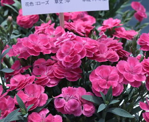 K[fJ[l[V@XC[c@[Y@9.0cm|bgc