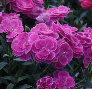 K[fJ[l[V@XC[c@sN@9.0cm|bgc