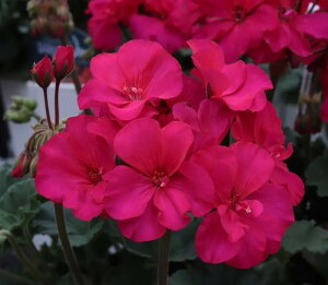 ZN^ЍŐV[jE [Cg@gDoI@GNXgsN25@9cm|bgc