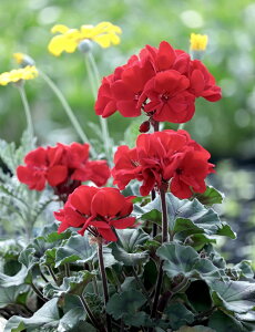 ZN^ЍŐV[jE [Cg@gDoI@@9cm|bgc