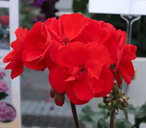 ZN^ЍŐV[jE [Cg@gDoI@It@CA25@@9cm|bgc