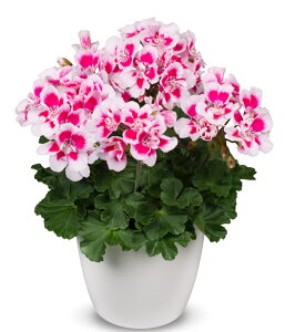 PACЍŐV[jE _[NC@XpjbVCzCgXvbV@9cm|bgc