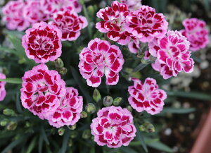 K[fJ[l[V@xXgtYtH[Go[@_u[YpbV@9.0cm|bgc