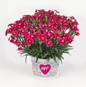 K[fJ[l[V@xXgtYtH[Go[@bhpbV@9.0cm|bgc