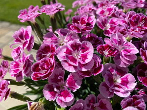 K[fJ[l[V@xXgtYtH[Go[@[YpbV@9.0cm|bgc