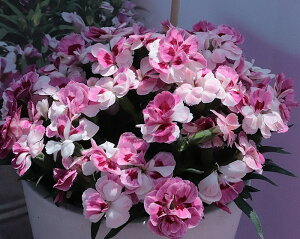 K[fJ[l[V@Xvg@sNvEh@9.0cm|bgc