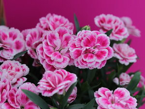 K[fJ[l[V@Xvg@sNubV@9.0cm|bgc