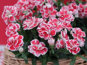 K[fJ[l[V@Xvg@t@V[bh@9.0cm|bgc