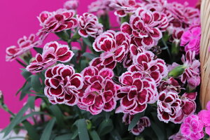 K[fJ[l[V@Xvg@o[KfB@9.0cm|bgc