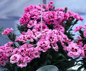 K[fJ[l[V@Xvg@CV[@9.0cm|bgc