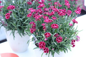 K[fJ[l[V@ro}[^@9.0cm|bgc