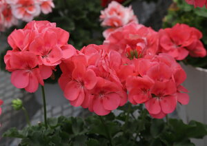 ZN^ЍŐV[jE [Cg@~@9cm|bgc