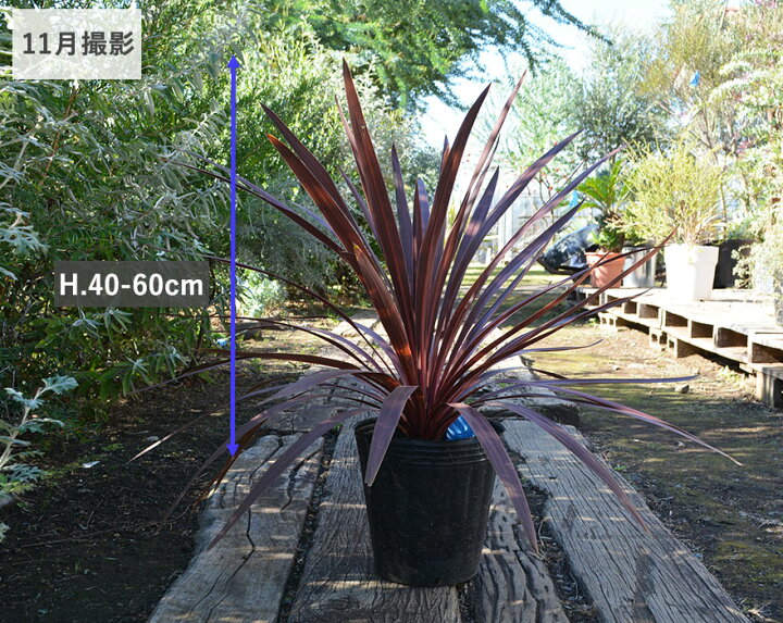 楽天市場】コルジリネ オーストラリス レッドスター 赤ドラ 約40-60cm 