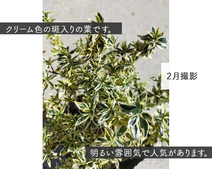 楽天市場 アベリア コンフェッティ 3本 苗 13 5cm 低木 カラーリーフ グランドカバー 植木 庭木 ガーデニング 斑入り ピンク 葉 花 園芸 寄せ植え インテリア 鉢植え 小葉 Kimidori Farm