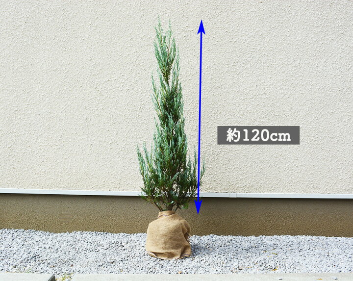 楽天市場 コニファー ムーングロー 約1cm 約センチポット 2本セット 生垣 フェンス 目隠し 隣家 シンボルツリー 横浜の植木 植木 庭木 新築 鉢植え ガーデニング クリスマスツリー エクステリア 園芸 自家生産 母の日 樹緑 Kimidori 楽天市場 コニファー ムーングロー 約1cm 約センチポット 2本セット 生垣 フェンス 目隠し 隣家 シンボルツリー 横浜の植木 植木 庭木 新築 鉢植え ガーデニング クリスマスツリー エクステリア 園芸 自家生産 母の日 樹緑 Kimidori