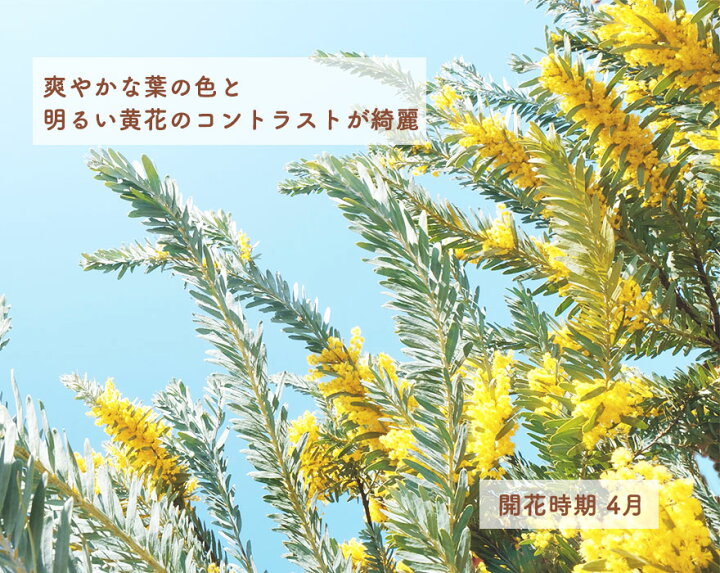 楽天市場 アカシア ブルーブッシュ 約90 1cm シンボルツリー 観葉植物 ベランダ 鉢植え 庭 オージープランツ ネイティブ イングリッシュガーデン おしゃれ ガーデニング 花 植木 洋風 エクステリア 園芸 シルバー 半耐寒性常緑樹 新築 記念樹 お祝い 新築祝い