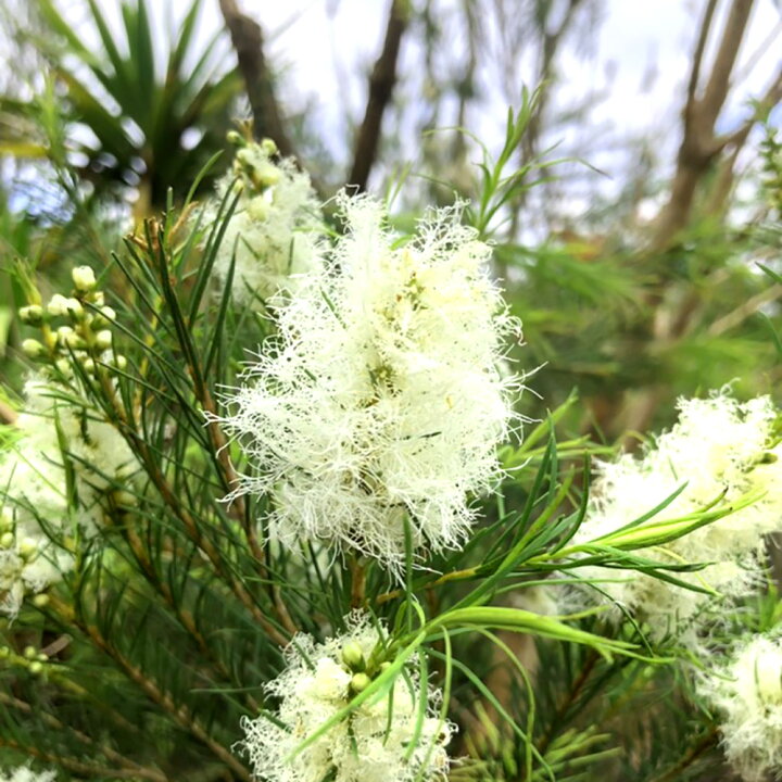 楽天市場 メラレウカ ブラックティーツリー 約100 1cm 人気 おしゃれ オージープランツ 鉢植え 花 植木 苗 シンボルツリー 目隠し 庭木 ガーデニング エクステリア 新築 園芸 記念樹 シルバー 常緑 鉢 木 常緑樹 新築 記念樹 お祝い 新築祝い 育てやすい Kimidori Farm
