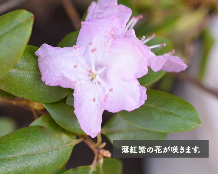 楽天市場 エゾムラサキツツジ 約60cm 植木 庭木 苗 花 シンボルツリー 半落葉 低木 つつじ 北海道 半日陰 ガーデニング 蝦夷 和風 洋風 クリスマス 樹緑 Kimidori