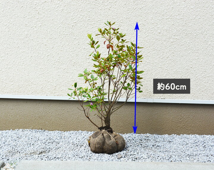 楽天市場 エゾムラサキツツジ 約60cm 植木 庭木 苗 花 シンボルツリー 半落葉 低木 つつじ 北海道 半日陰 ガーデニング 蝦夷 和風 洋風 クリスマス 樹緑 Kimidori
