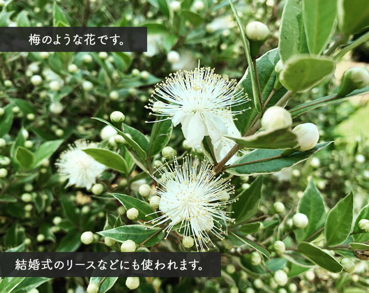 楽天市場 ギンバイカ コンパクタ 銀梅花 マートル ハーブ 花 常緑低木リース 香り コンパクト 小葉 小花 生垣 植木 庭木 苗 ガーデニング シンボルツリー 園芸 Kimidori Farm