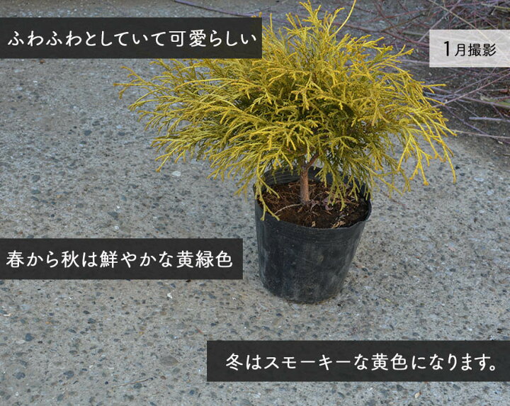 楽天市場 ゴールデンモップ コニファー 植木 庭木 針葉樹 イエロー 樹高 約cm 苗 15cmポット グランドカバー 寄せ植え 鉢植え スモーキーカラー ガーデニング エクステリア ウッドデッキ 玄関 ベランダ 樹緑 Kimidori