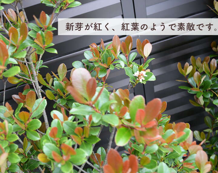 楽天市場 ヒメシャリンバイ 1本 約1cm シンボルツリー 苗 目隠し 植木 庭木 生垣 フェンス 隣家 ガーデニング 園芸 日陰 新築 エクステリア 贈り物 鉢植え 引越し祝い 新築祝い お祝い 結婚記念日 開店祝い クリスマス 姫車輪梅 樹緑 Kimidori 楽天市場 ヒメシャリンバイ 1本 約1cm シンボルツリー 苗 目隠し 植木 庭木 生垣 フェンス 隣家 ガーデニング 園芸 日陰 新築 エクステリア 贈り物 鉢植え 引越し祝い 新築祝い お祝い 結婚記念日 開店祝い クリスマス 姫車輪梅 樹緑 Kimidori