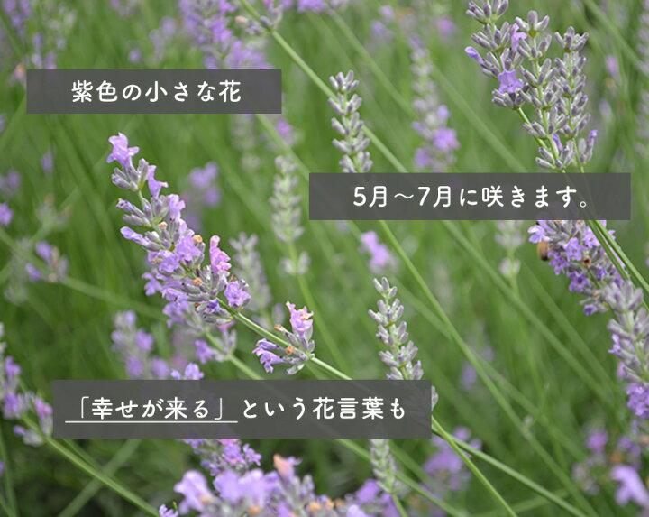 楽天市場 ラベンダー 苗 植木 庭木 ハーブ 10 5cmポット 低木 ベランダ ガーデニング ミニ 玄関 ウッドデッキ 芳香 地中海 花壇 花 Kimidori Farm