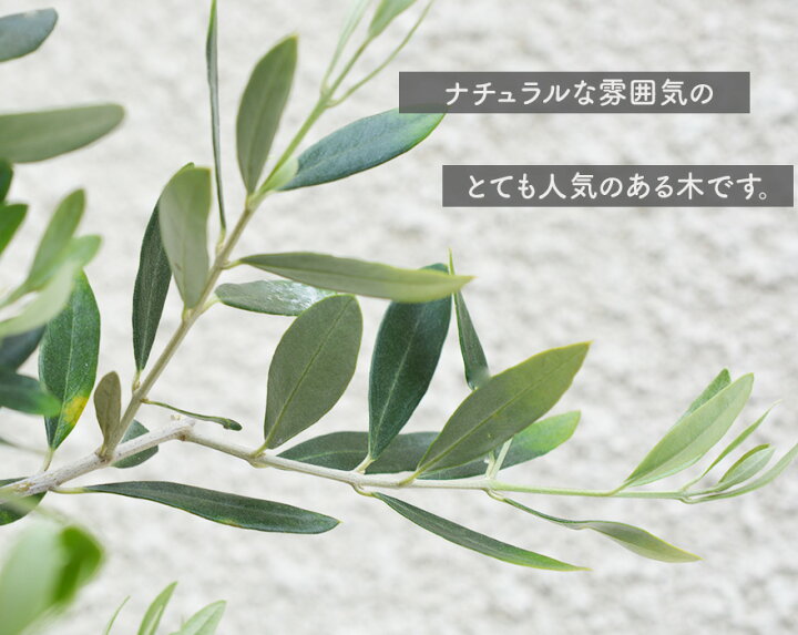 楽天市場 オリーブ 寄せ植え 苗 セット シマトネリコ マホニアコンフーサ2個 4点セット ボーダー花壇 植木 庭木 ガーデニング 庭づくり 植栽セット エクステリア 植物 新築 フェンス 隣家 目隠し セット Kimidori Farm