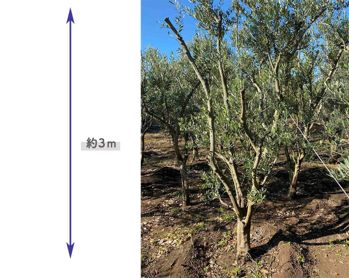 楽天市場】国産 オリーブ オリーブの木 約3m 植木 シンボルツリー  