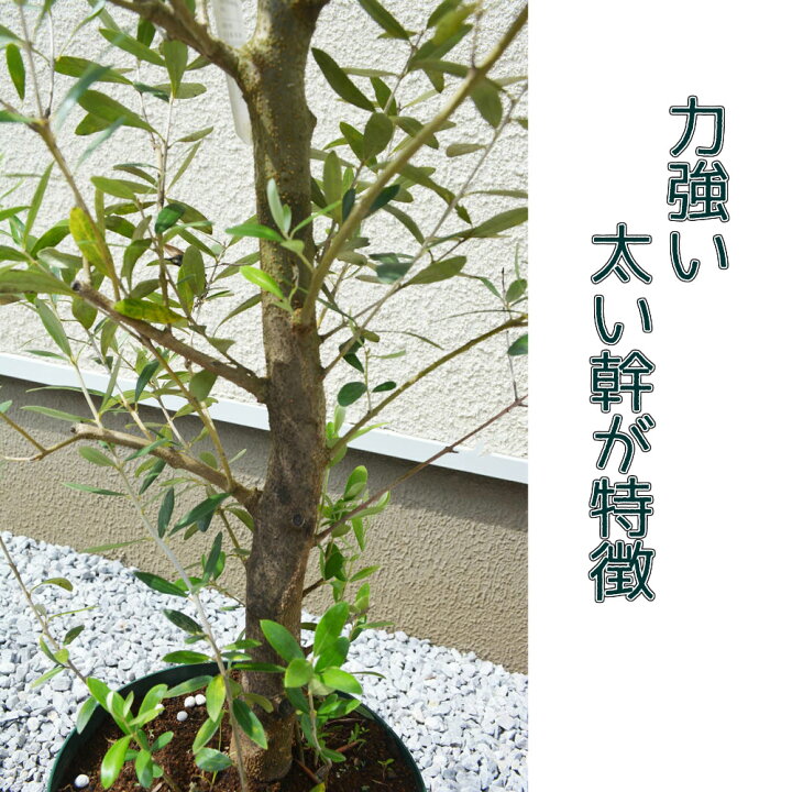 楽天市場】オリーブ 幹太 約100cm オリーブの木 シンボルツリー 地中海 