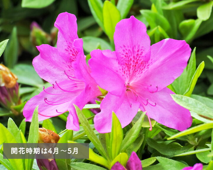 楽天市場 オオムラサキ ツツジ 約40cm 苗木 生垣 フェンス 園芸 丈夫 花 植木 庭木 目隠し ガーデニング 列植 苗 低木 つつじ 強い 庭植え 花 大輪 Kimidori Farm