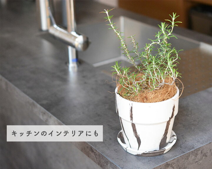 送料無料 一部地域を除く シナモン苗 13 5cmポット 観葉植物 Witravel It