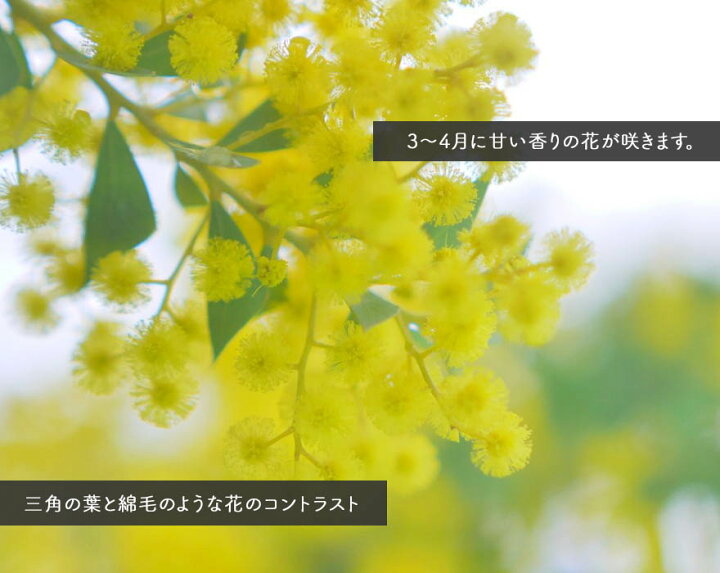 楽天市場 アカシア サンカクバ 約90cm オージー 植木 庭木 苗 シンボルツリー 鉢 鉢植え おしゃれ 初心者向け 黄色い 花 長く楽しめる 目隠し 常緑 カルトラフォラミス ミモザ ブッシュ状 三角葉 ガーデニング エクステリア 園芸 スワッグ ドライ 材料 資材 樹緑 Kimidori