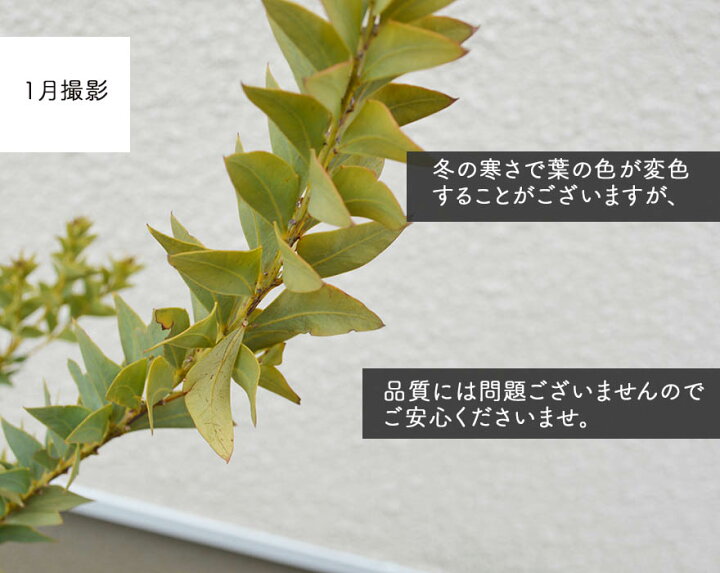 楽天市場 アカシア サンカクバ 約90cm オージー 植木 庭木 苗 シンボルツリー 鉢 鉢植え おしゃれ 初心者向け 黄色い 花 長く楽しめる 目隠し 常緑 カルトラフォラミス ミモザ ブッシュ状 三角葉 ガーデニング エクステリア 園芸 スワッグ ドライ 材料 資材 樹緑 Kimidori