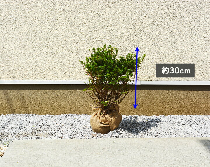 楽天市場】サツキツツジ 3本セット 常緑 生垣 低木 植木 庭木 さつき 