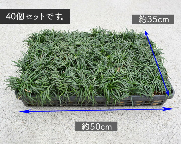 楽天市場 タマリュウ 40個セット 7 5cmポット 苗 グランドカバー 玉竜 常緑 植物 雑草対策 ガーデニング 植木 庭木 花壇 エクステリア 駐車場スリット コンクリート 目地 隙間 Kimidori Farm