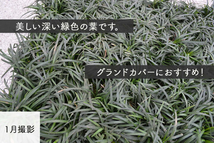 楽天市場 タマリュウ 40個セット 7 5cmポット 苗 グランドカバー 玉竜 常緑 植物 雑草対策 ガーデニング 植木 庭木 花壇 エクステリア 駐車場スリット コンクリート 目地 隙間 Kimidori Farm