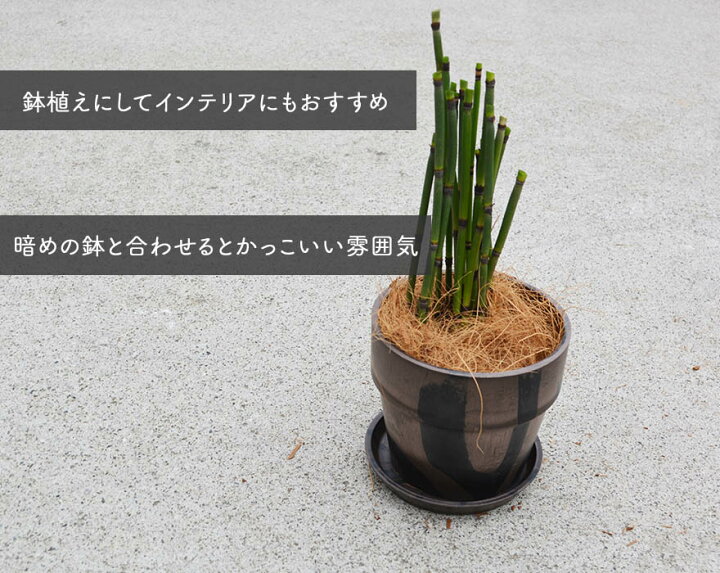 楽天市場 トクサ 5個セット 10 5cmポット 観葉植物 和風 日本庭園 鉢植え 盆栽 生け花 かっこいい 男前 インテリア シダ植物 つくし 茎 樹高約cm とくさ やすり 花壇 ウッドデッキ ベランダ 樹緑 Kimidori