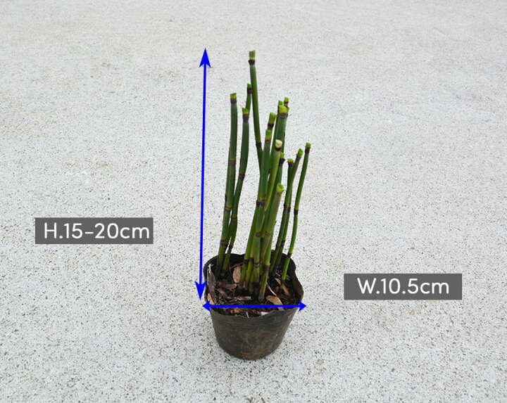 楽天市場 トクサ 5個セット 10 5cmポット 観葉植物 和風 日本庭園 鉢植え 盆栽 生け花 かっこいい 男前 インテリア シダ植物 つくし 茎 樹高約cm とくさ やすり 花壇 ウッドデッキ ベランダ 樹緑 Kimidori