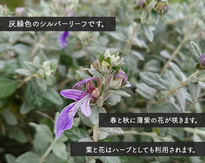 楽天市場 ツリージャーマンダー ハーブ 植木 庭木 苗 花 シルバーリーフ 花 ガーデニング エクステリア 観葉植物 香り 常緑 生垣 カラーリーフ 樹高 60 70cm イングリッシュガーデン 樹緑 Kimidori