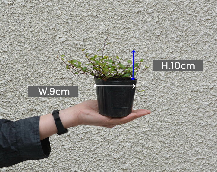 楽天市場 ワイヤープランツ 苗 観葉植物 インテリア 鉢植え 9cmポット おしゃれ かわいい 玄関 ウッドデッキ ベランダ グリーン エクステリア 庭植え グランドカバー ツル 生育旺盛 耐寒性 Kimidori Farm 楽天市場 ワイヤープランツ 苗 観葉植物 インテリア 鉢植え 9cmポット おしゃれ かわいい 玄関 ウッドデッキ ベランダ グリーン エクステリア 庭植え グランドカバー ツル 生育旺盛 耐寒性 Kimidori Farm