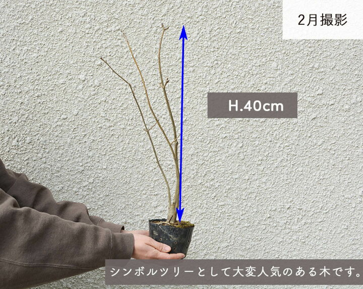 楽天市場 アオダモ 株立ち 雑木 シンボルツリー 紅葉 植木 庭木 約40cm 庭づくり ガーデニング 植栽 トネリコ バットの木 自然樹形 モダン おしゃれ 樹緑 Kimidori