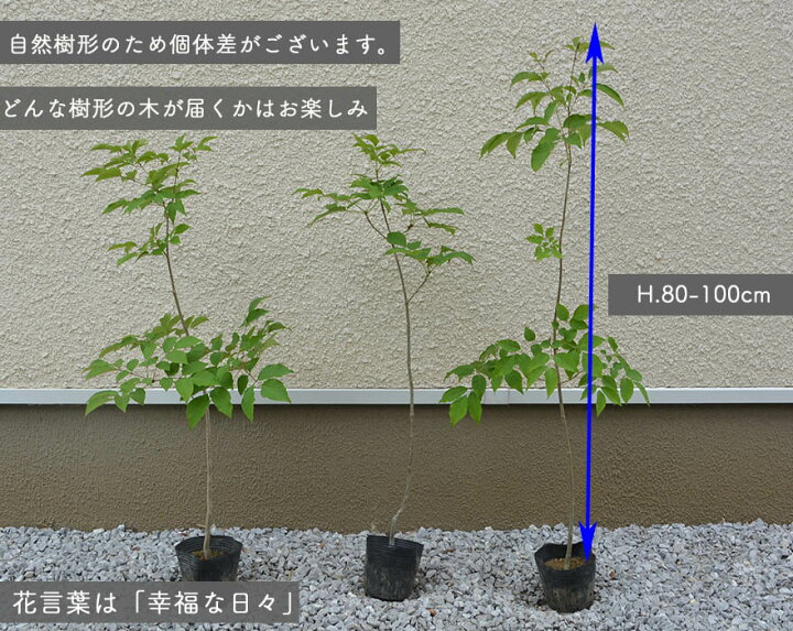 楽天市場 アオダモ 雑木 シンボルツリー 紅葉 植木 庭木 約80 100cm 庭づくり ガーデニング 植栽 トネリコ バットの木 自然樹形 モダン おしゃれ Kimidori Farm