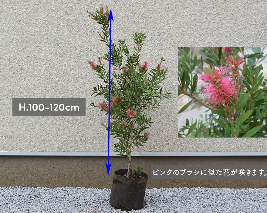 楽天市場】金宝樹 カリステモン ブラシの木 ピンク 約100-120cm 