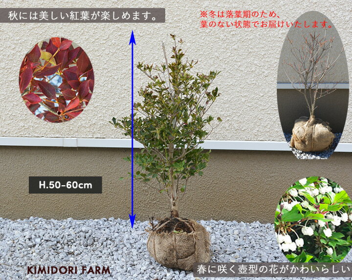 楽天市場】ドウダンツツジ 約50-60cm 低木 花 満天星躑躅 植木 庭木 