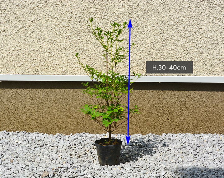 楽天市場 ドウダンツツジ 約30 40cm 1本 低木 苗 植木 庭木 生垣 フェンス 隣家 日陰 ガーデニング 園芸 庭植え すずらん スズラン 花 紅葉 エクステリア ベランダ クリスマス 枝 Kimidori Farm