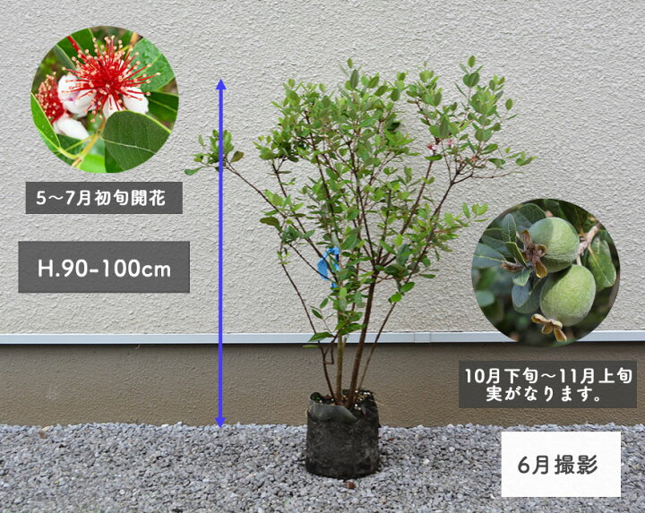 楽天市場】フェイジョア 約90-100cm 苗 植木 庭木 植物 果樹 実 オーストラリア オージー フトモモ科 常緑低木 花 南国 洋風 ガーデニング 新築 シンボルツリー 目隠し おしゃれ 観葉植物 鉢植え 玄関 ベランダ ウッドデッキ : KIMIDORI FARM 楽天市場】フェイジョア 約90-100cm 苗 植木 庭木 植物 果樹 実 オーストラリア オージー フトモモ科 常緑低木 花 南国 洋風 ガーデニング 新築 シンボルツリー 目隠し おしゃれ 観葉植物 鉢植え 玄関 ベランダ ウッドデッキ : KIMIDORI FARM