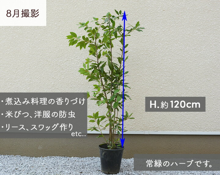 楽天市場 ローリエ 約1cm 月桂樹 ローレル ハーブ おしゃれ スパイス ギフト 鉢植え 植木 苗 苗木 シンボルツリー 目隠し 庭木 和風 洋風 ガーデニング エクステリア 新築 園芸 記念樹 常緑 鉢 木 常緑樹 新築 記念樹 お祝い 新築祝い 育てやすい ベランダ 楽天市場 ローリエ 約1cm 月桂樹 ローレル ハーブ おしゃれ スパイス ギフト 鉢植え 植木 苗 苗木 シンボルツリー 目隠し 庭木 和風 洋風 ガーデニング エクステリア 新築 園芸 記念樹 常緑 鉢 木 常緑樹 新築 記念樹 お祝い 新築祝い 育てやすい ベランダ