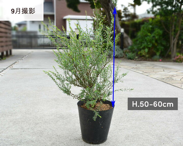 楽天市場 メラレウカ タイムハニーマータル ティーツリー 観葉植物 植木 庭木 丈夫 オージープランツ オーストラリア おしゃれ スタイリッシュ タイム ハーブ シンボルツリー 鉢植え 庭植え 目隠し 樹高 50 60cm 花 ガーデニング インテリア 玄関 タイムハニーマートル 楽天市場 メラレウカ タイムハニーマータル ティーツリー 観葉植物 植木 庭木 丈夫 オージープランツ オーストラリア おしゃれ スタイリッシュ タイム ハーブ シンボルツリー 鉢植え 庭植え 目隠し 樹高 50 60cm 花 ガーデニング インテリア 玄関 タイムハニーマートル